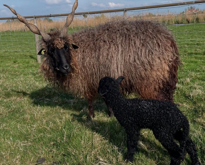 Krans van schapenwol - Afbeelding 2