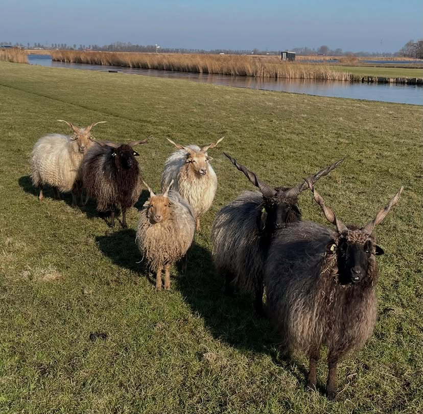 Krans van schapenwol - Afbeelding 3